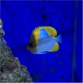 YELLOW PYRAMID BUTTERFLY